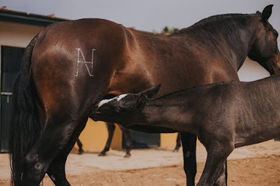 Avilequus Veterinarios Equinos