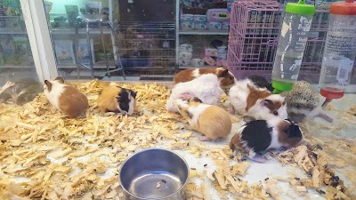 Pet Store