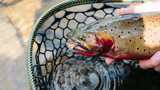 Arbor Anglers Lafayette/Boulder Fly Shop - Thumbnail