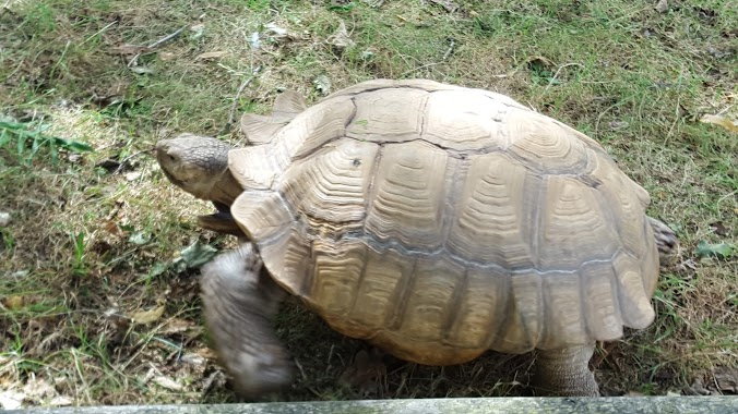 Birmingham Wildlife Conservation Park, Author: Sohail Dad