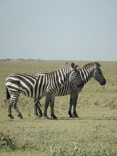 Agence Havas Voyages - Dijon