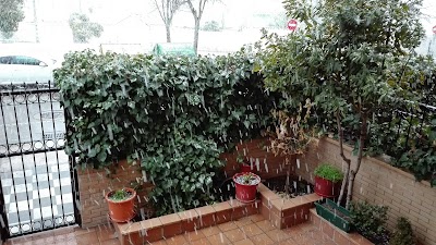 Photos of Buenavista