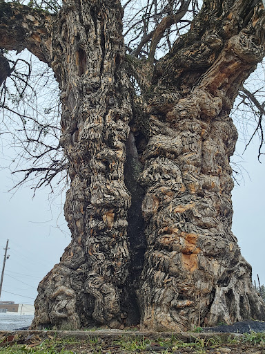 The gnarly tree - Thumbnail