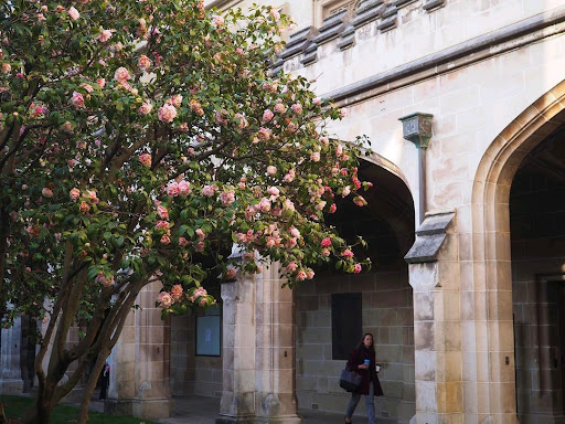 Old Quadrangle - Visual