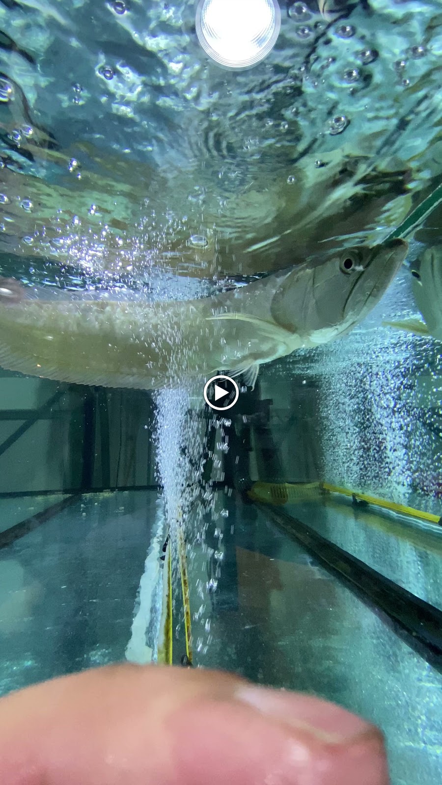 GOLDEN AQUARIUM - صورة 3