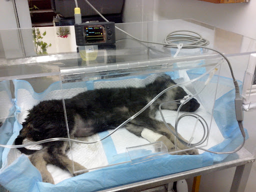 Clínica Veterinaria Can-cat - Thumbnail