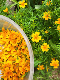 Photo n°8 de Le jardin de Pauline 85 - productrice de fleurs comestibles à Coëx (Producteur de nourriture)