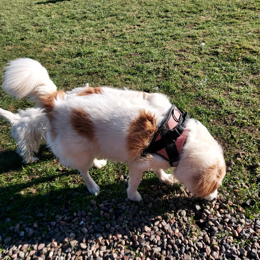 Dog Secure Exercise Area - Thumbnail