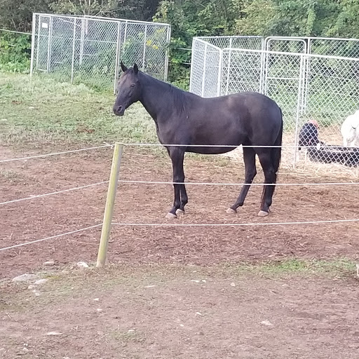 Integrity's Haven Equine (Animal) Rescue Centre - Thumbnail
