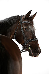 Photo n°10 de Hekktor à Bailly-Romainvilliers (Magasin d'articles pour animaux)