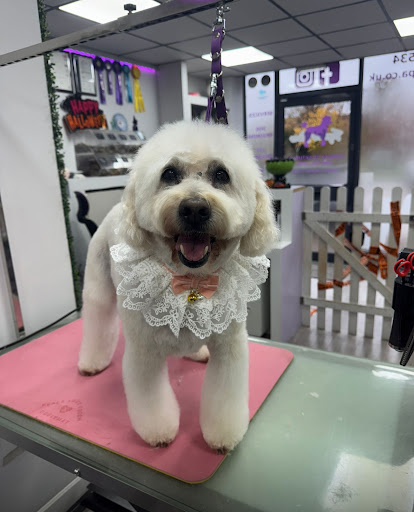 Taylors Trims Pet Spa & Pet Grooming Ashford