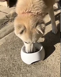 CoKo 犬と猫のご飯やさん