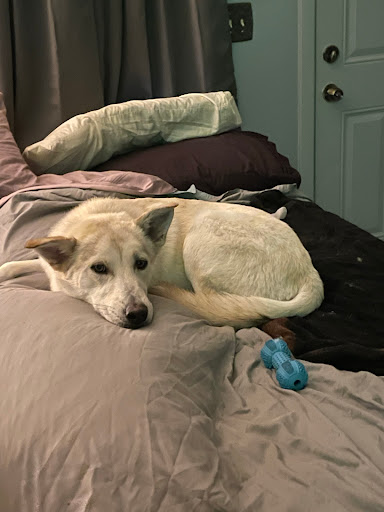 North Airline Animal Hospital - United States