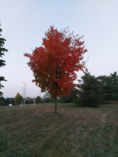 Burnt Elm Park - Thumbnail
