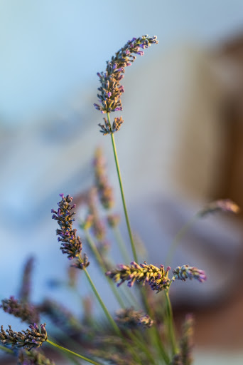 Photo de Mas de l'Arrivette à Saint-Geniès-de-Comolas (30150)