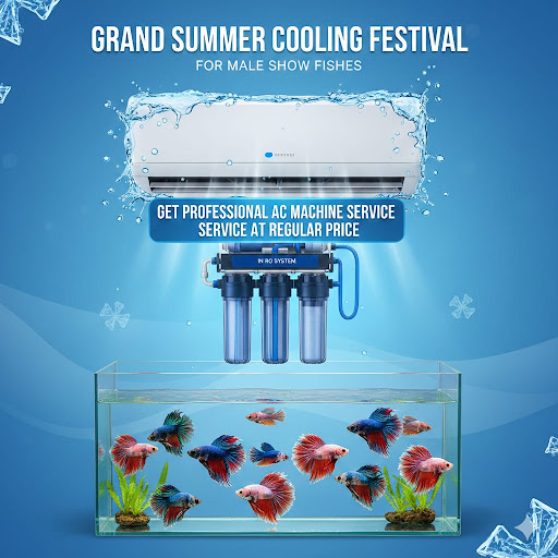 Grand summer colling festival post image