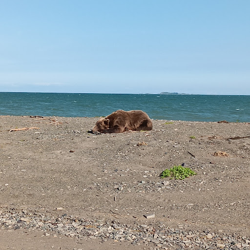 Bear Viewing Tours Alaska Gallery - United States