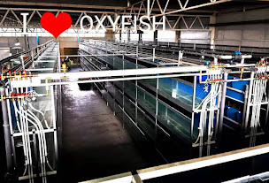 Photo n°29 de Oxyfish à Verlinghem (Magasin de poissons tropicaux)