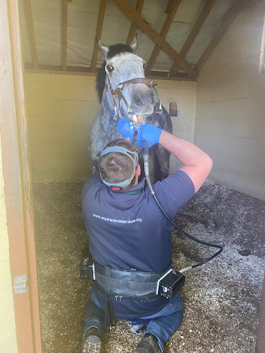 Steven Moseley Equine Dental Services - Thumbnail