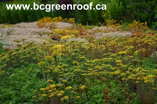 BC green roof Victoria - Thumbnail