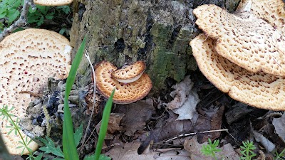 Photos of Chain O Lakes State Park