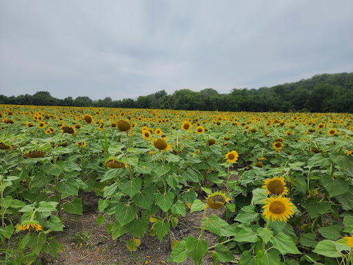 Sunflower Fields - Weldon Spring - Visual