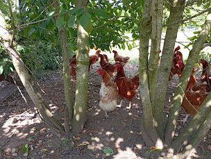 Photo n°6 de Gaec de La Mandinière à Bonnétable (Maraîcher)