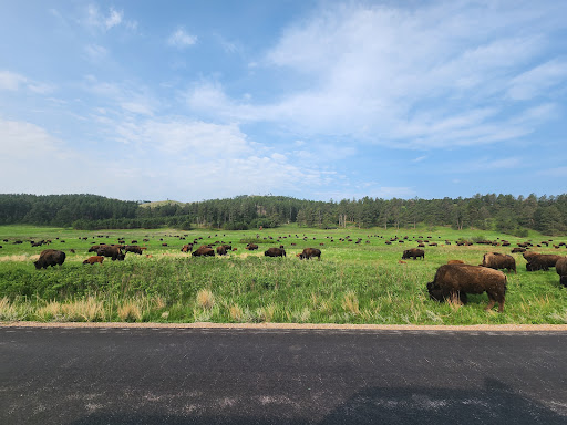 Custer State Park Wildlife Loop Road - Thumbnail