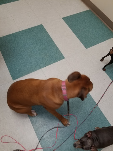 University Animal Clinic: Dr. John Emerson, DVM - Thumbnail