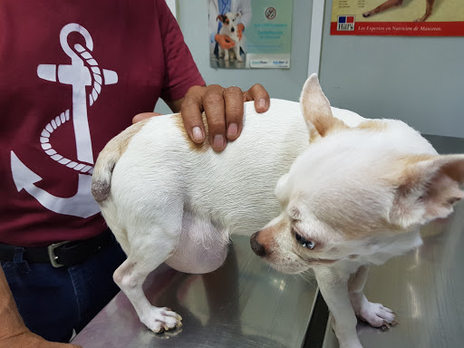 CLINICA VETERINARIA PERROS Y GATOS