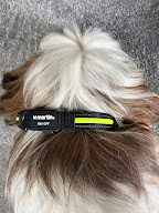 Le Dressing du Chien à Cheffes