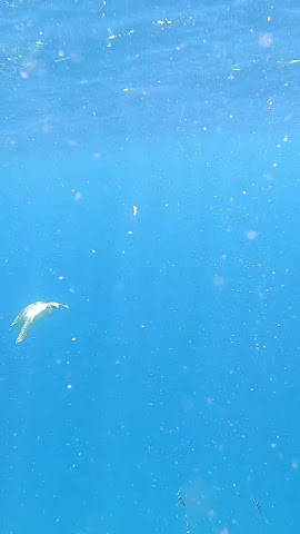 Malindi Marine Boat Excursions by null