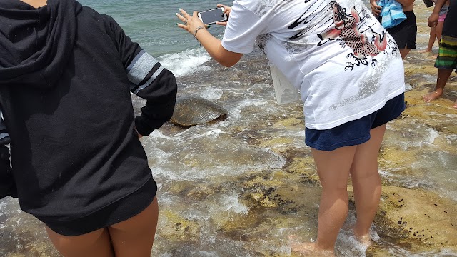 Laniakea Beach