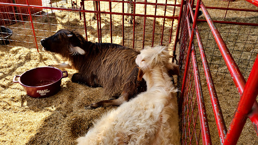 Montgomery County Fair Association Gallery - United States