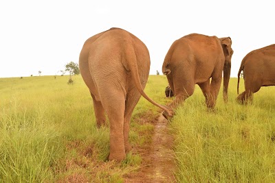 Photos of Mondulkiri Elephant & Wildlife Sanctuary
