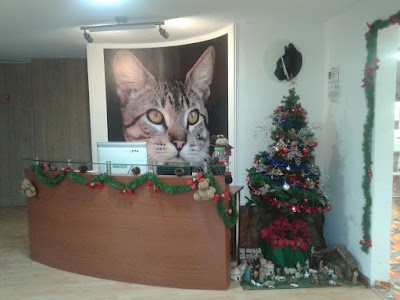 Photos of Kattos Veterinary cat