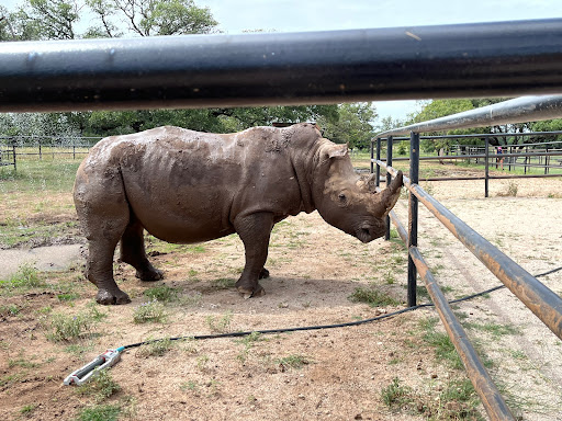 Rhinory - Thumbnail