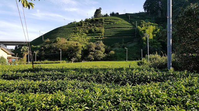 森内茶農園
