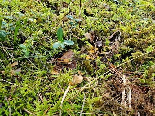 Darmštates Priežu audze