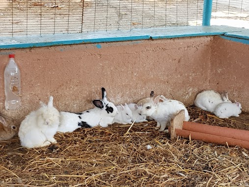 Petting zoo, Author: Neil Dishon Stutz