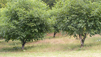 Coulié-Vézère horticulture à Chasteaux