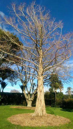 Hawera - Thumbnail