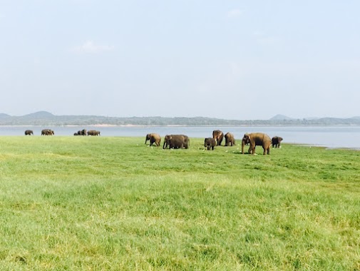 Minneriya National Park SAFARI, Author: Hansana Priyan