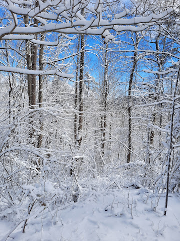 Campfire Lodgings by null