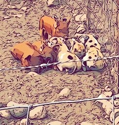 Photo n°36 de Restaurant L'Écurie à Aléria (Restaurant français)