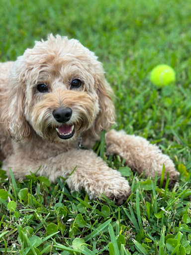 The Pet Care Clinic of Doral - Thumbnail