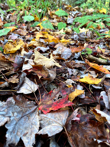 Sizerville Nature Trail - Thumbnail