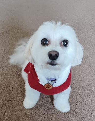 Doggie Style Pets Cinnaminson - Thumbnail