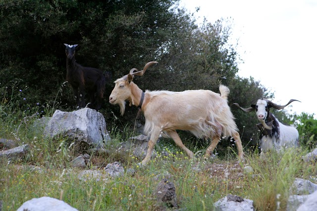 Mont Parnasse