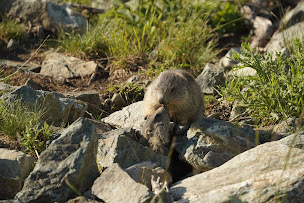 Photo n°17 de Experience Nature Jonathan Perret à Chamrousse (Agence de tourisme sportif)